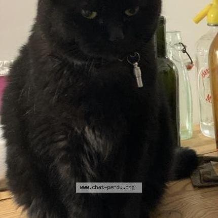 Foto 1/3 Spock Chat perdido en Tourlaville