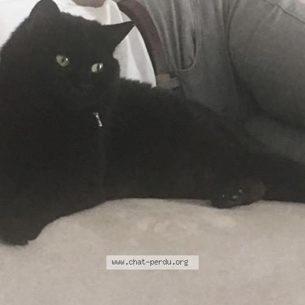 Foto 2/3 Spock Chat perdido en Tourlaville