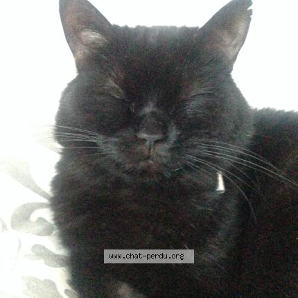 Foto 3/3 Spock Chat perdido en Tourlaville