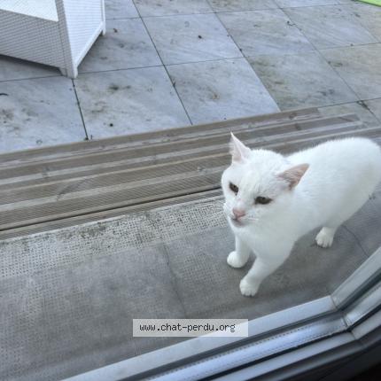 Foto 1/1 Gato encontrado Encontrado en Castres