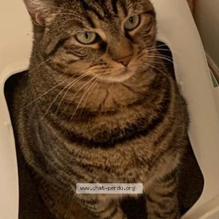 Foto 1/1 Jaia Chat perdido en Pontault combault