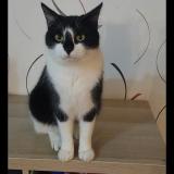 Foto del gato perdido en Tessy Sur Vire