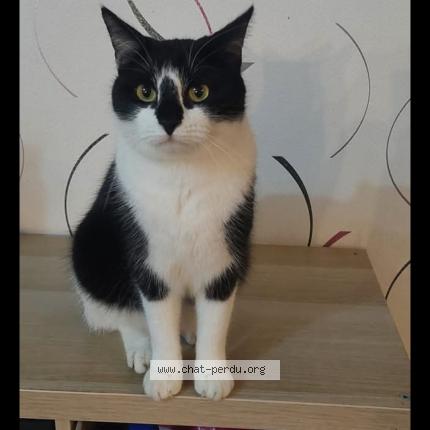 Foto 1/1 Roro Chat perdido en Tessy sur vire