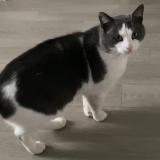 Foto del gato perdido en Champigny Sur Marne