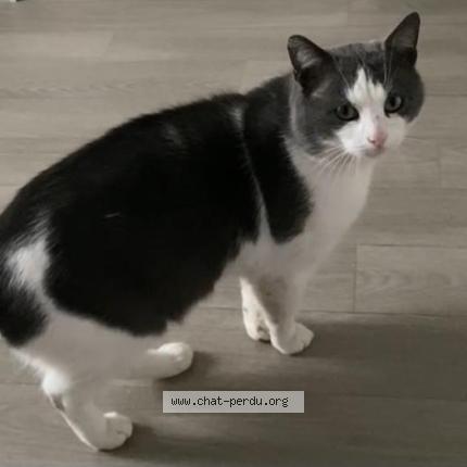 Foto 1/1 Titou Chat perdido en Champigny sur marne