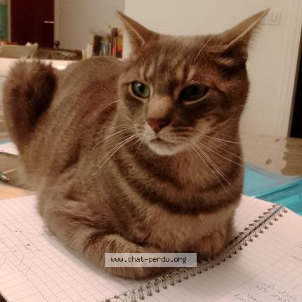 Foto 1/1 ANAKIN Chat perdido en Foncine le haut