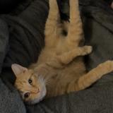 Foto del gato perdido en El Dorado