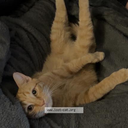 Foto 1/1 Thorfin Chat perdido en El dorado