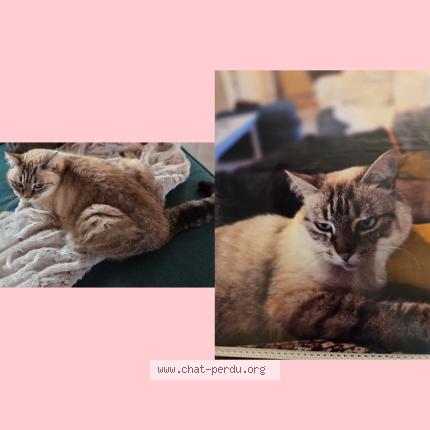 Foto 1/1 Chanel Chat perdido en Breches