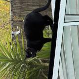 Foto del gato perdido en Beziers