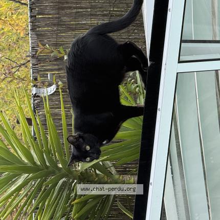 Foto 1/1 Noche Chat perdido en Beziers