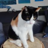 Foto de gato encontrado en Pres De Troyon 55300