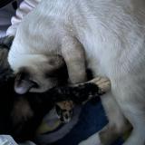 Foto del gato perdido en Lacey