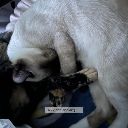 Foto 1/1 Ryuga Chat perdido en Lacey