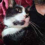 Foto del gato perdido en Milan