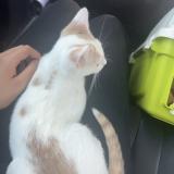 Foto del gato perdido en Gardonne