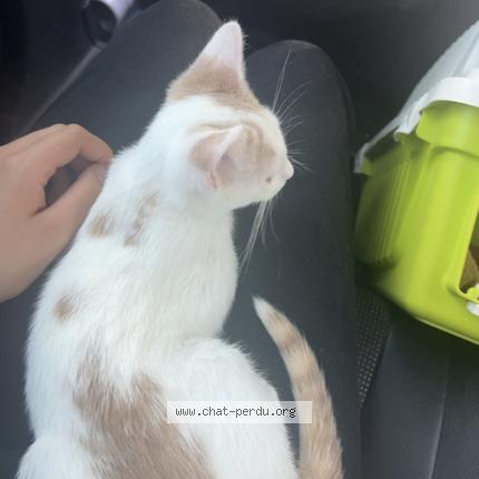 Foto 1/1 Opale Chat perdido en Gardonne