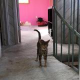 Foto del gato perdido en Miami