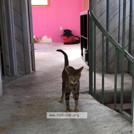 Foto 1/1 Susanna Chat perdido en Miami