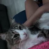 Foto del gato perdido en Wylie