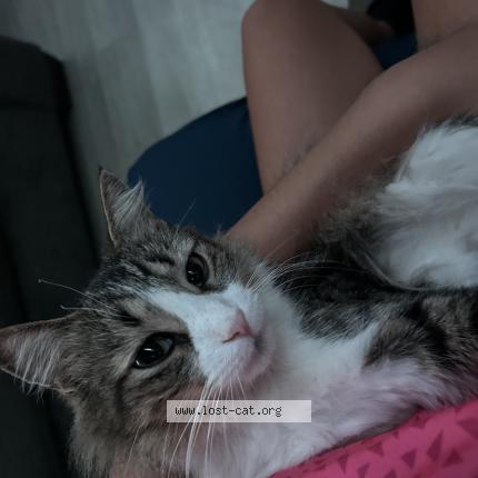 Foto 1/1 Athena Chat perdido en Wylie