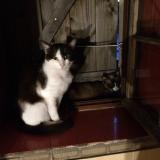 Foto del gato perdido en Ecouflant