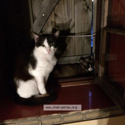 Foto 1/1 Fleurette Chat perdido en Ecouflant