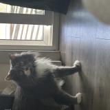 Foto del gato perdido en Colorado Springs