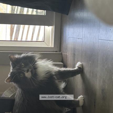 Foto 1/1 Frank or Franklin Chat perdido en Colorado springs