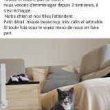 Foto del gato perdido en Mont Pres Chambord