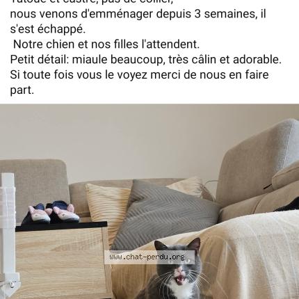 Foto 1/1 Léon Chat perdido en Mont pres chambord