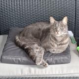 Foto del gato perdido en Colomiers