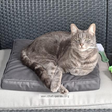 Foto 1/1 Atchoum Chat perdido en Colomiers