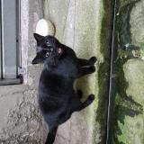 Foto de gato encontrado en Paris