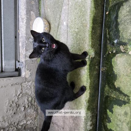 Foto 1/1 Gato encontrado Encontrado en Paris