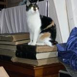 Foto del gato perdido en Neufchatel En Bray