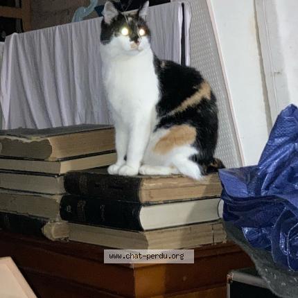 Foto 1/1 Arthemis Chat perdido en Neufchatel en bray