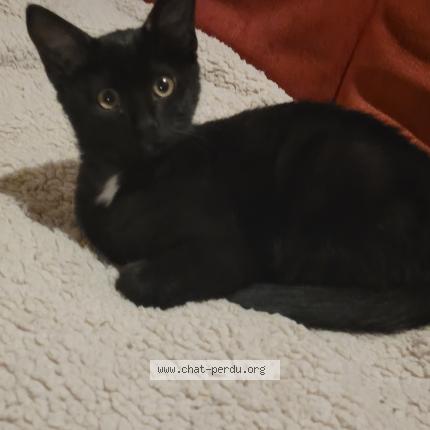 Foto 1/1 Mia Chat perdido en Salins les bains