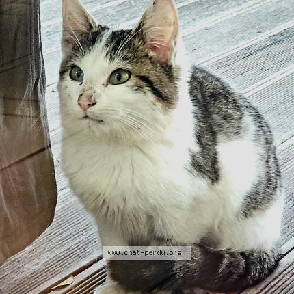 Foto 1/1 Gato encontrado Encontrado en Chancey