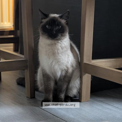 Foto 1/1 Gato encontrado Encontrado en Mondonville