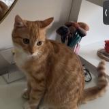 Foto del gato perdido en Roubaix