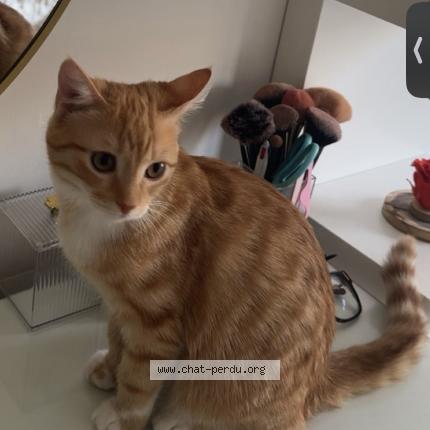 Foto 1/1 Rouxi Chat perdido en Roubaix