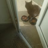 Foto de gato encontrado en Angers