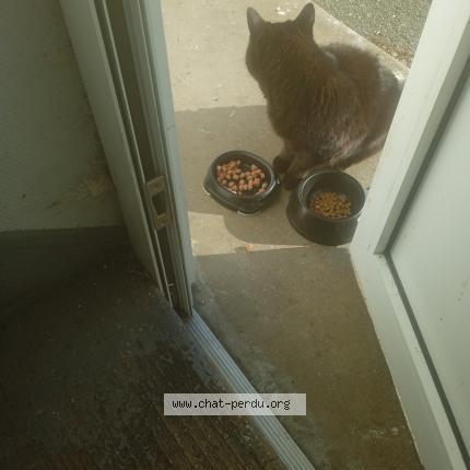 Foto 1/1 Gato encontrado Encontrado en Angers