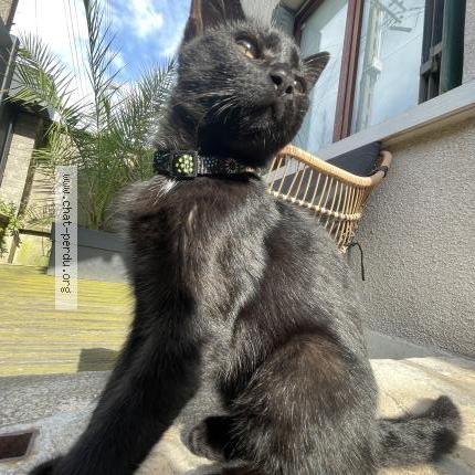 Foto 1/1 Ozzy Chat perdido en Argenteuil