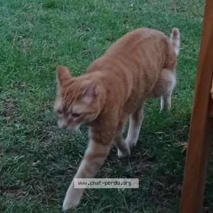 Foto 1/1 Chaperlipopette Chat perdido en Cheveuges