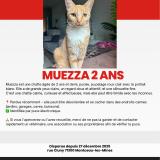 Foto del gato perdido en Montceau Les Mines