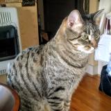 Foto del gato perdido en Sioux City