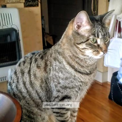 Foto 1/1 Jazmin Chat perdido en Sioux city