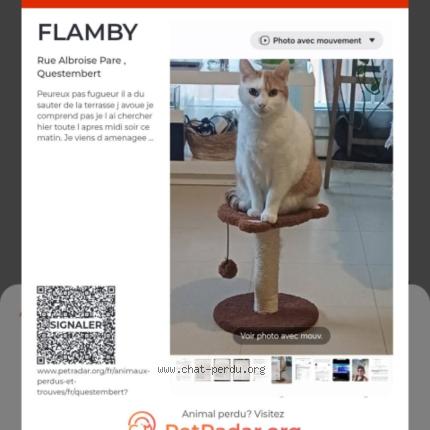 Foto 1/1 FLAMBY Chat perdido en Questembert
